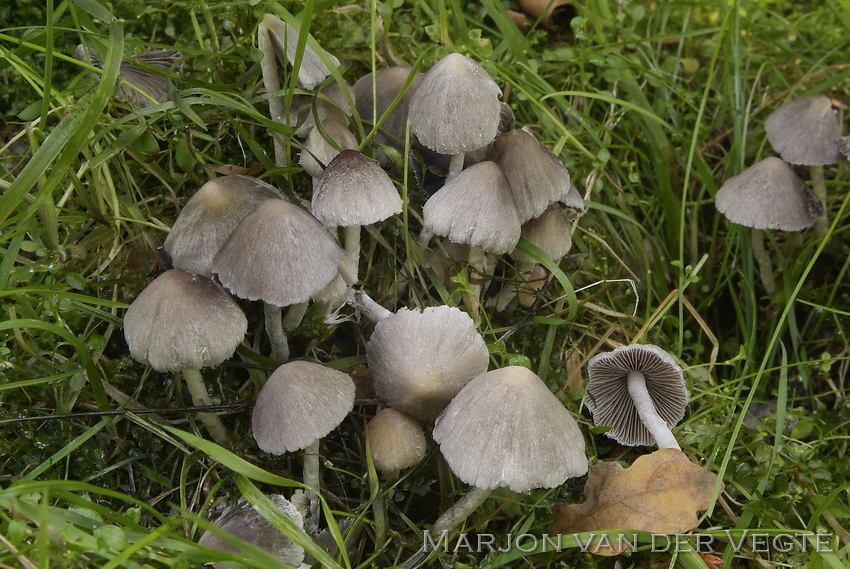 Witte franjehoed - Psathyrella vestita